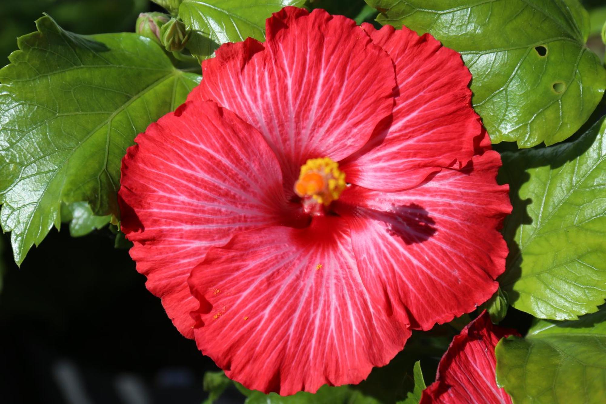 Jungle Paradise La Orotava Eksteriør billede